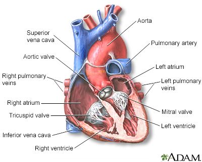 of the superior vena cava